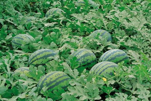 娱乐吃瓜场地图片高清